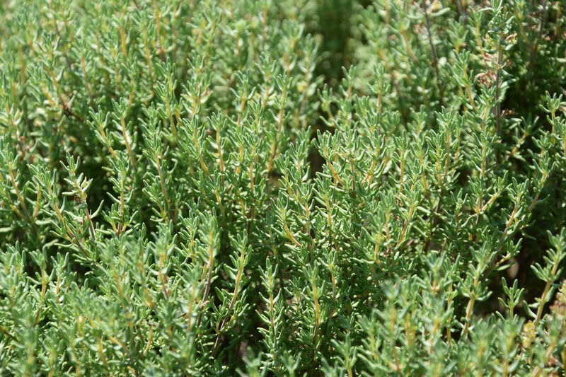 MATERINA DUŠICA (Thymus vulgaris) Herbessa