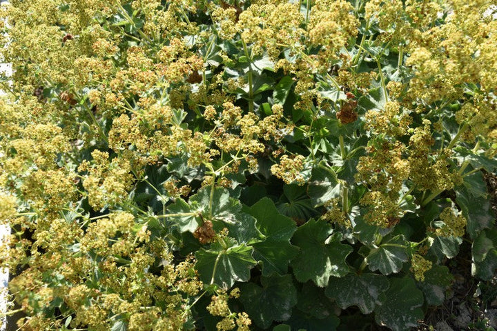 PLAHTICA (Alchemilla vulgaris)