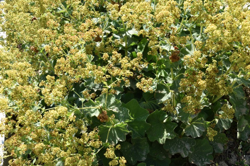 PLAHTICA (Alchemilla vulgaris) Herbessa