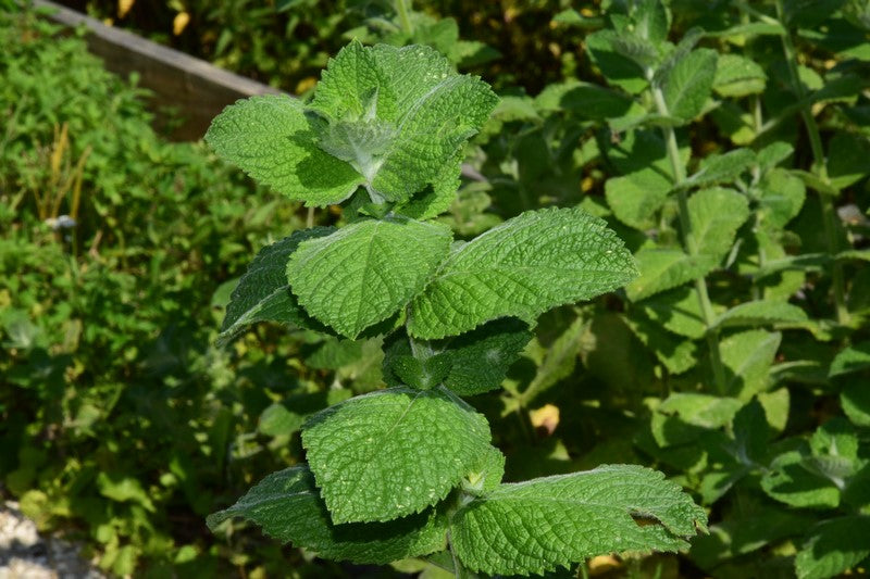 PEPERMINT META (spearmint-Mentha spicata) Herbessa