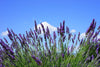 Sivka (Lavandula angustifolia) – dišeča kraljica za večerno sprostitev in miren počitek