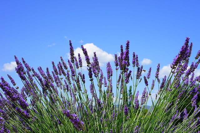 Sivka (Lavandula angustifolia) – dišeča kraljica za večerno sprostitev in miren počitek