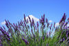 Sivka (Lavandula angustifolia) - znana je po svojih pomirjevalnih učinkih