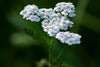 RMAN (Achillea millefolium)