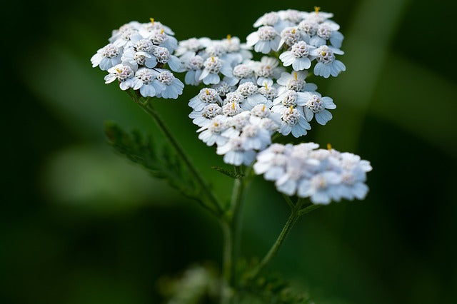 RMAN (Achillea millefolium)