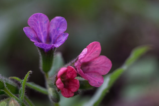 PLJUČNIK (Pulmonaria officinalis)