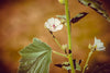 SLEZ (Althaea officinalis)