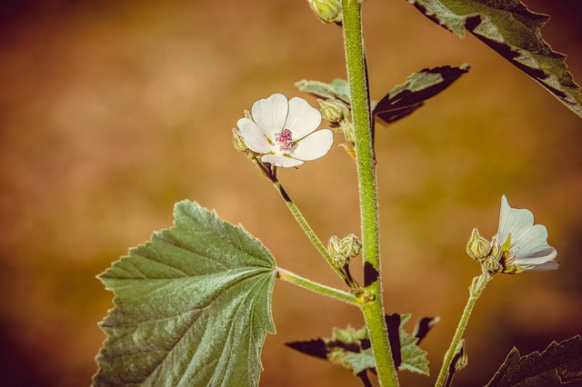 SLEZ (Althaea officinalis)
