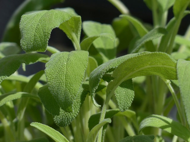 Žajbelj (Salvia officinalis) - bogata zgodovina v ljudskem zdravilstvu