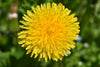 REGRAT (taraxacum officinale)